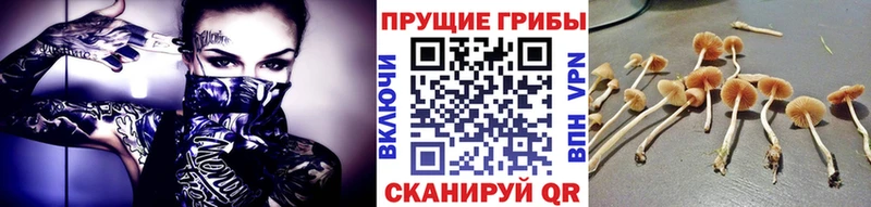 где продают наркотики  Кораблино  Галлюциногенные грибы мухоморы 